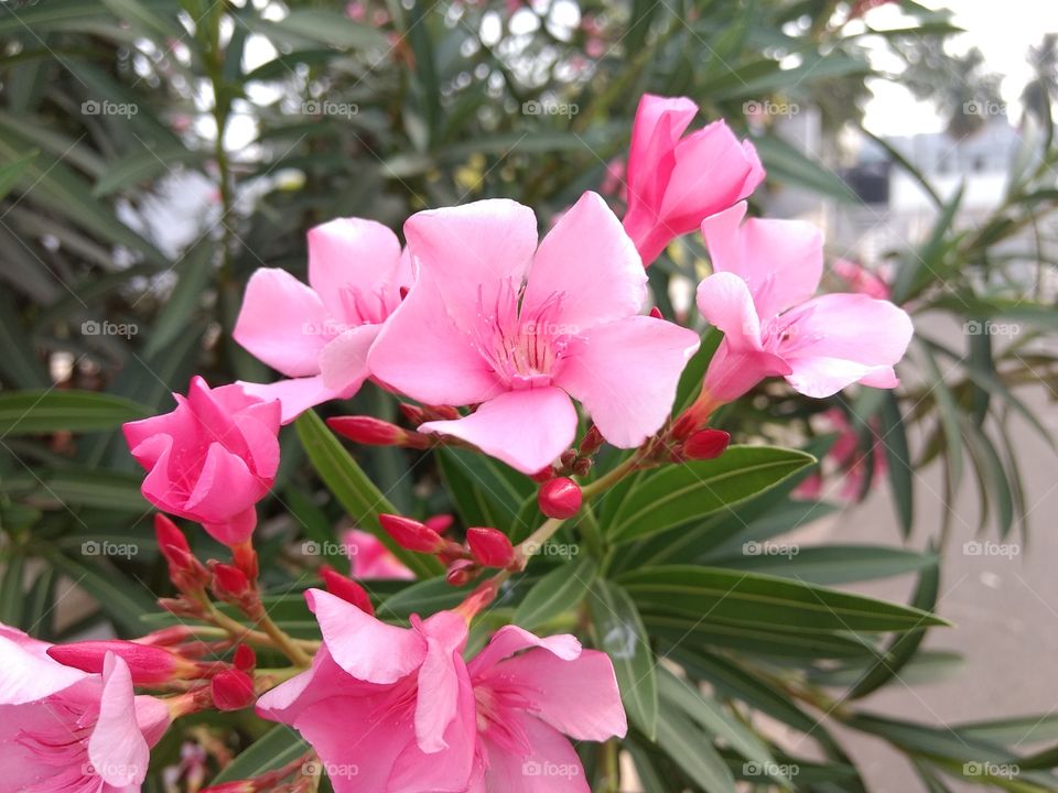 Beautiful Flowers