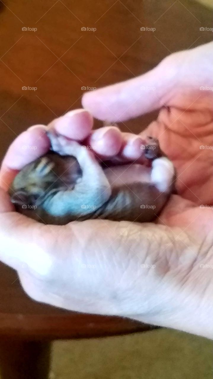 my friend Tara being a foster mother to an orphaned baby squirrel