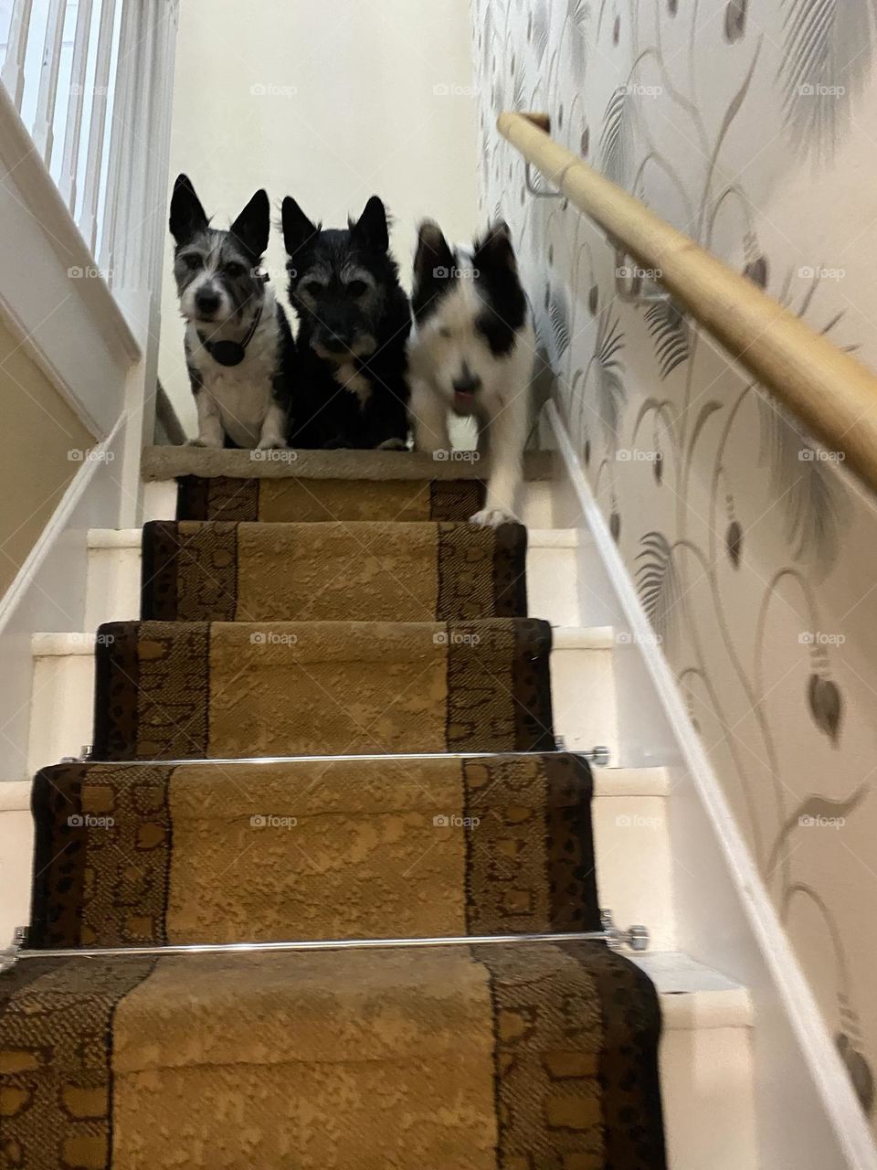 Dogs at top of the stairs