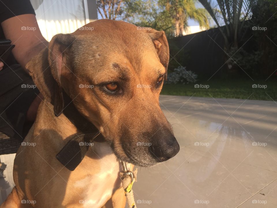 Dog, Portrait, Mammal, Canine, Pet