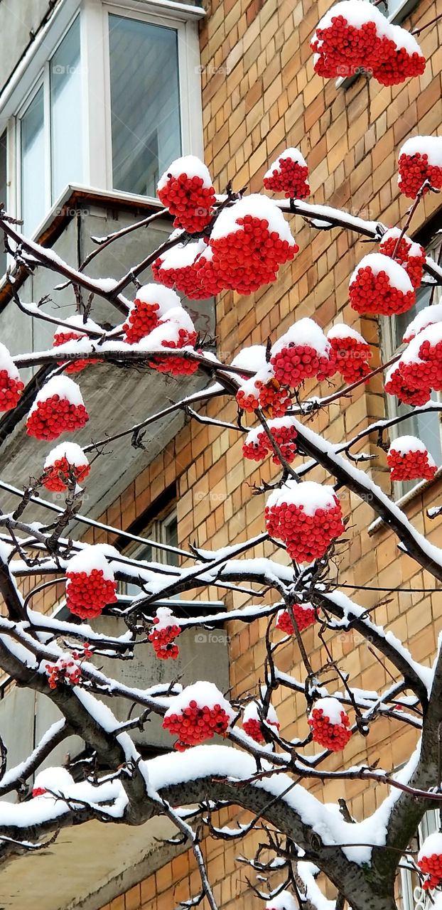Bunches of ripe red rowan berries under white caps of snow