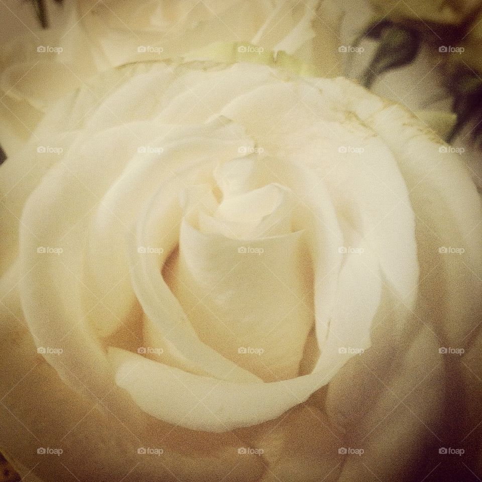 Vintage White Rose
