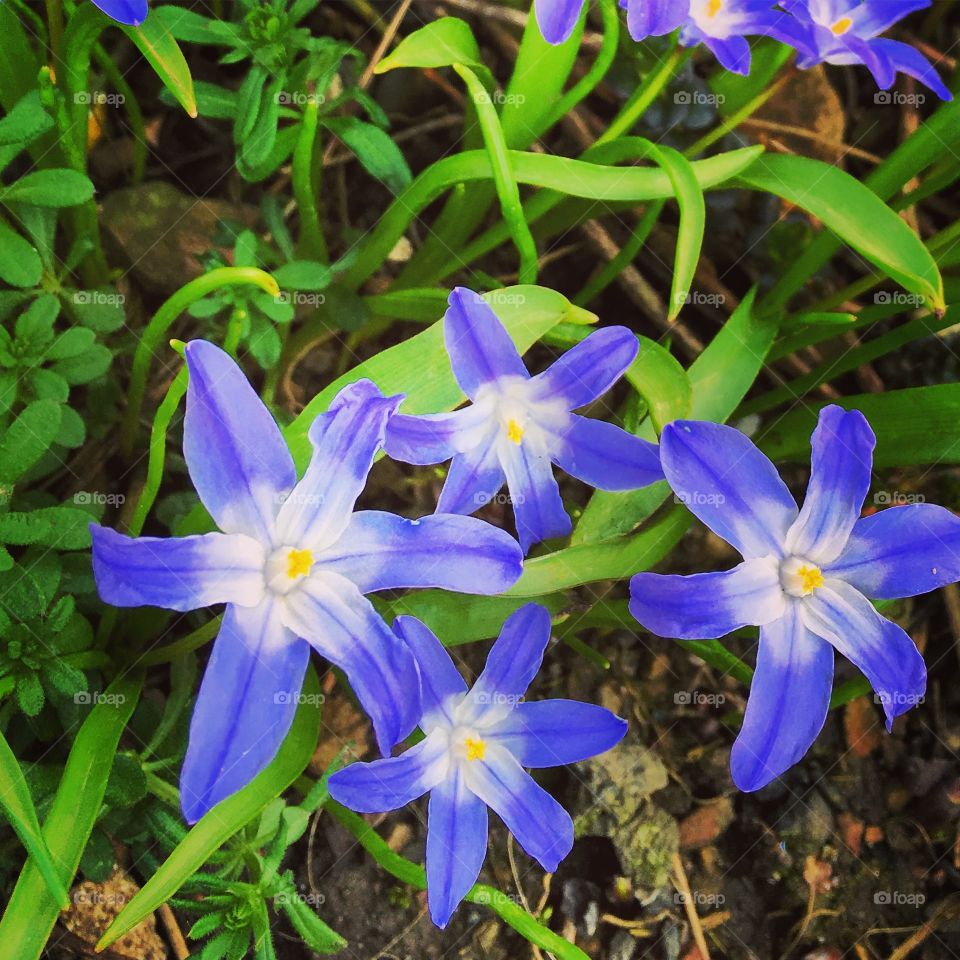 Purple flowers blooming at outdoors