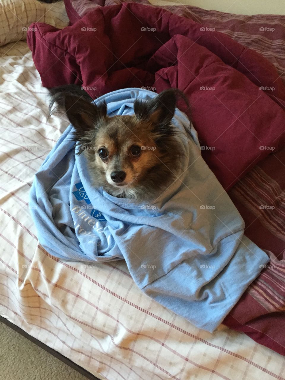 Chihuahua in a blanket. My Chihuahua snuggled inside my t-shirt.