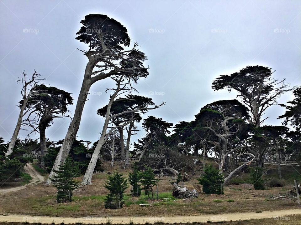 Monterey Pines - Trees are perennial plants with an elongated stem, or trunk, supporting branches and leaves in most species. Trees tend to be long-lived, some reaching several thousand years 