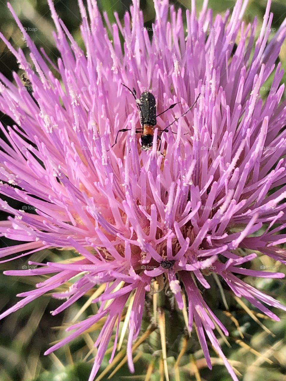 Bugs pollinating a thistle 
