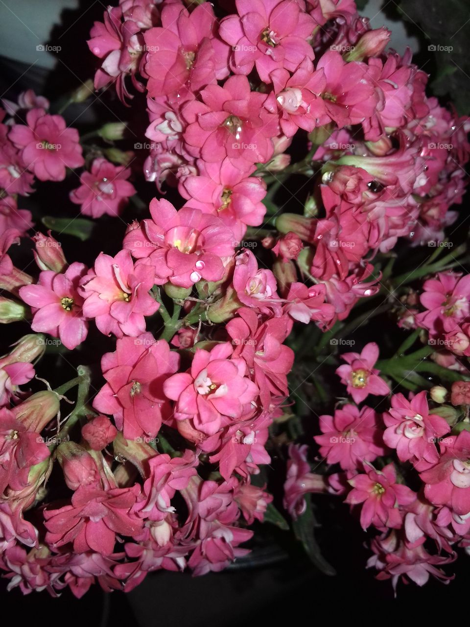 flowers look calm at night here is a pink flower at full blossom