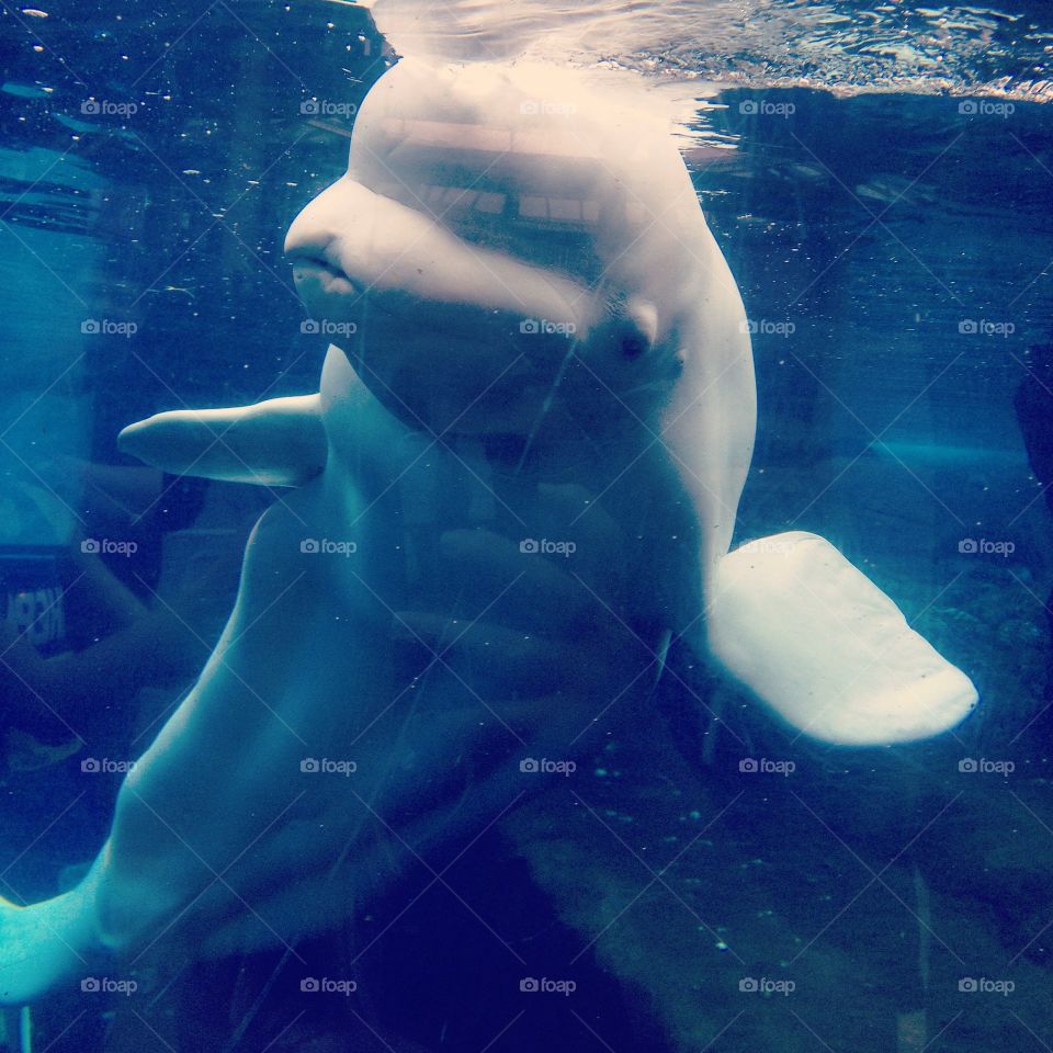 Mystic Aquarium Beluga . Beluga whale saying hello at Mystic Aquarium 