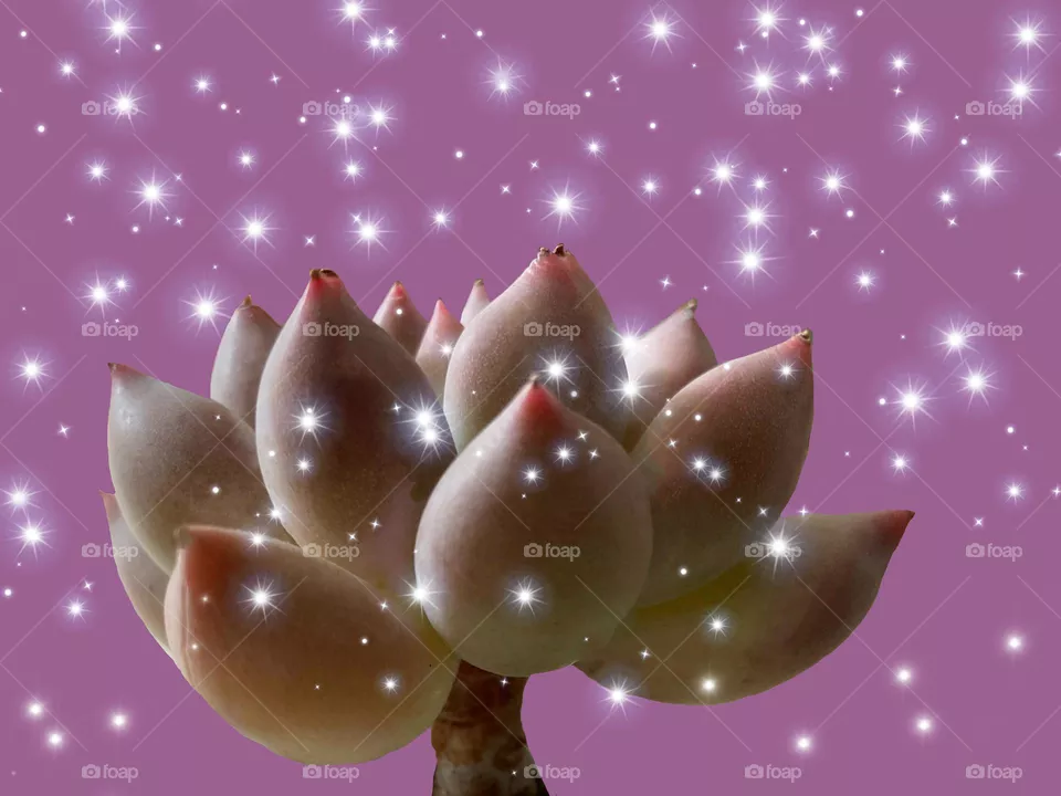 Succulent inspiration, beautiful succulent against purple background with showering light 🤭