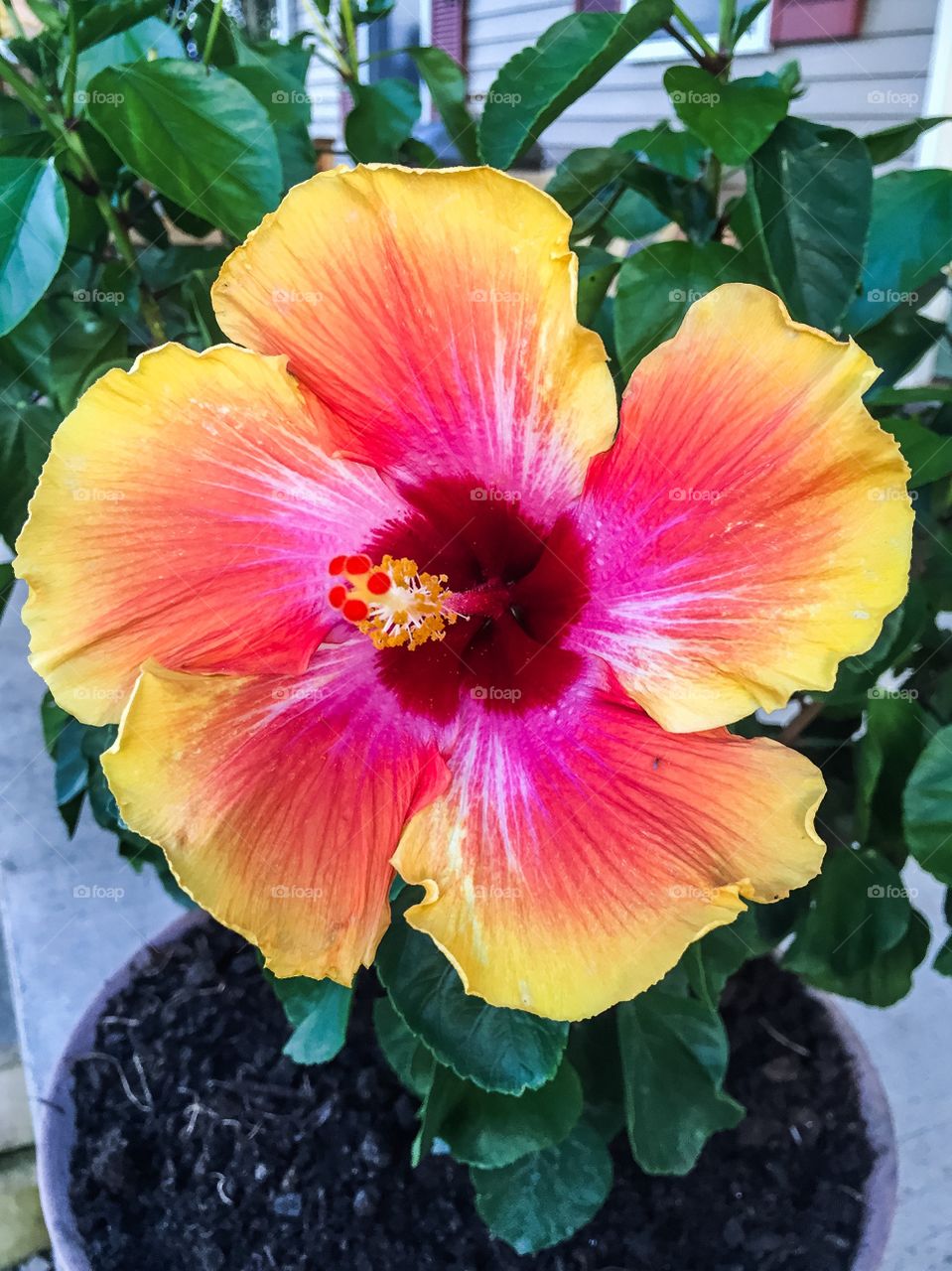 Yellow and pink flower