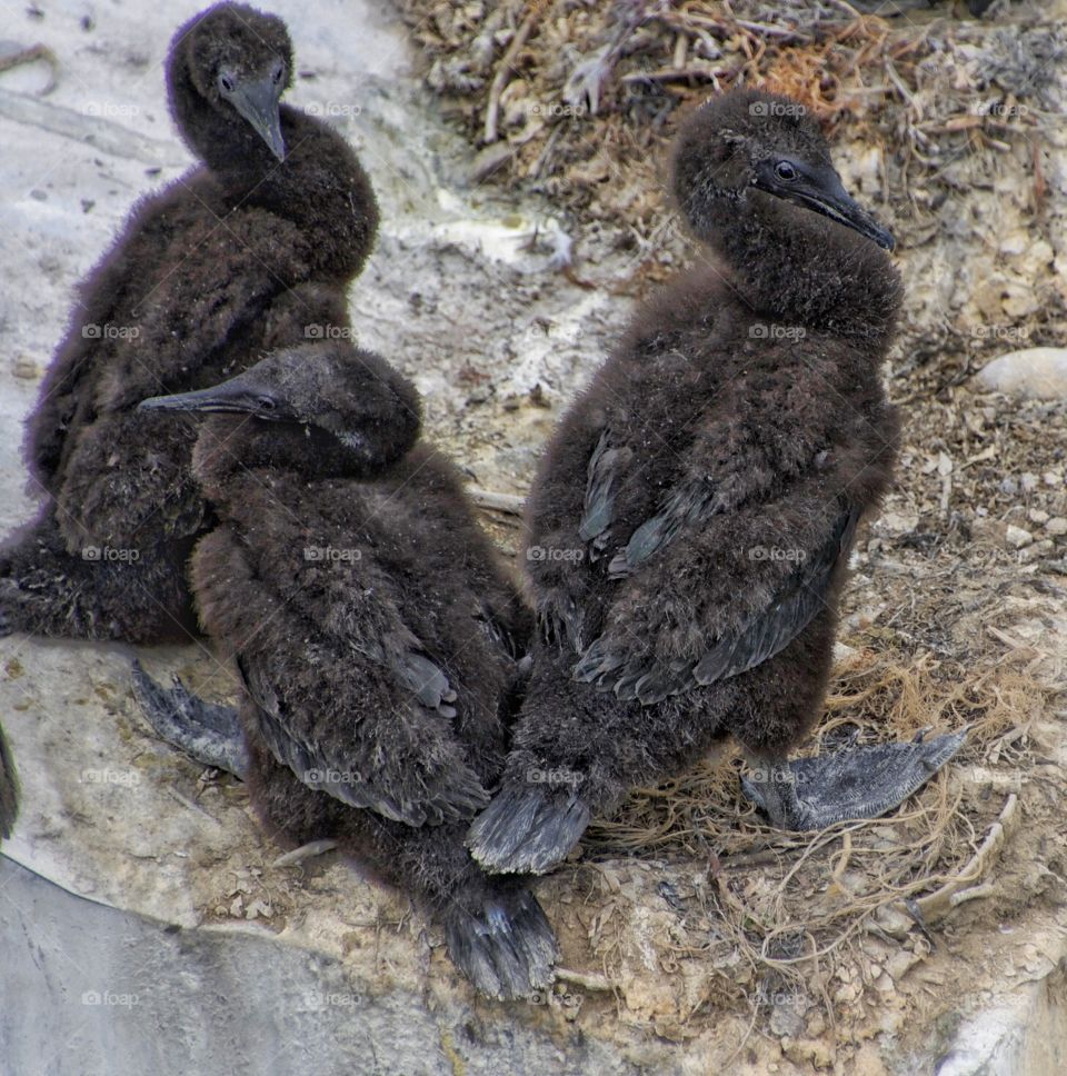 Baby cormorants in nest