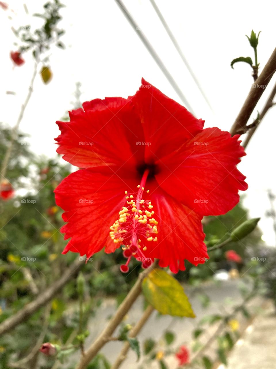 HIBISC/ HIBISCO - 🌹 🇺🇸 Very beautiful flowers to brighten our day. Live nature and its beauty. Did you like the delicate petals? / 🇧🇷 Flores muito bonitas para alegrar nosso dia. Viva a natureza e sua beleza. Gostaram das pétalas delicadas?