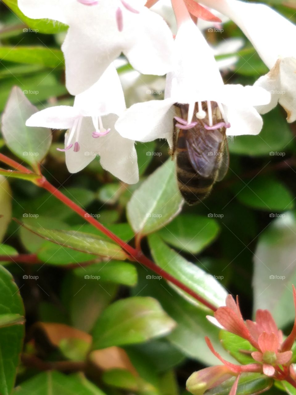 Just a bee doing her work in the flower like a boss