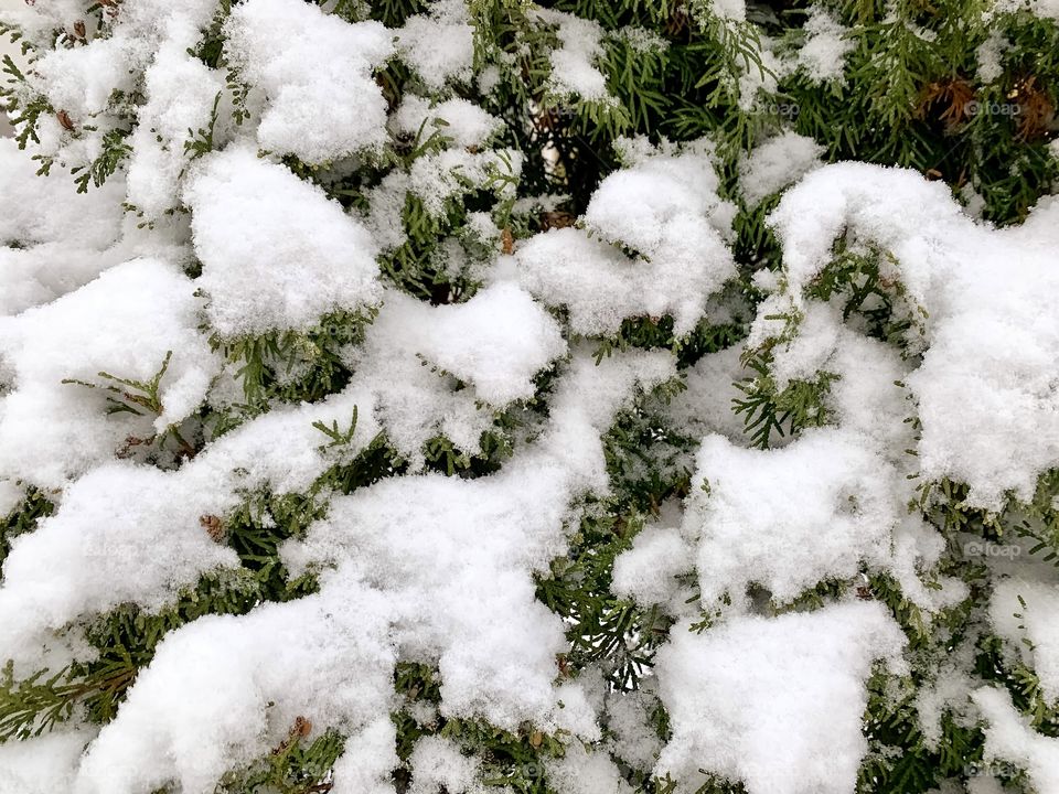 White cedar in winter, closeup of thuja branches in the snow