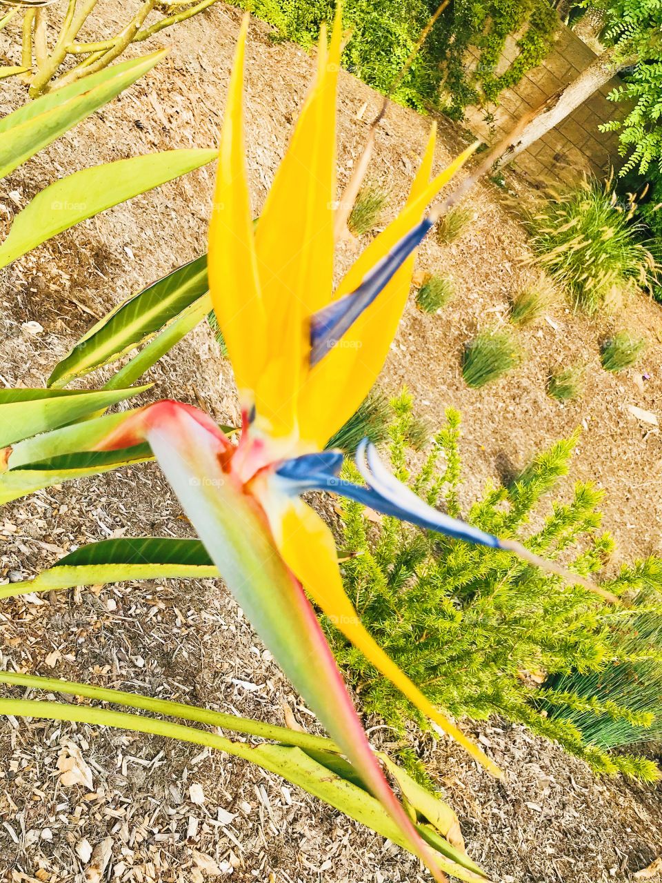 Beautiful California plants at the San Diego arboretum botanical garden nature photograph  