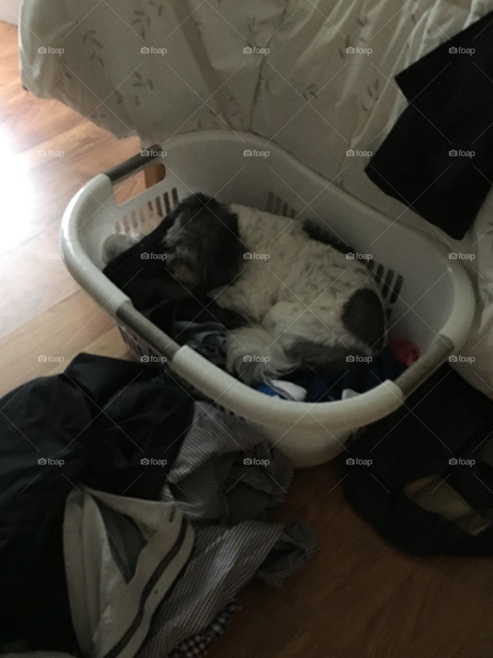 Dog in a basket 