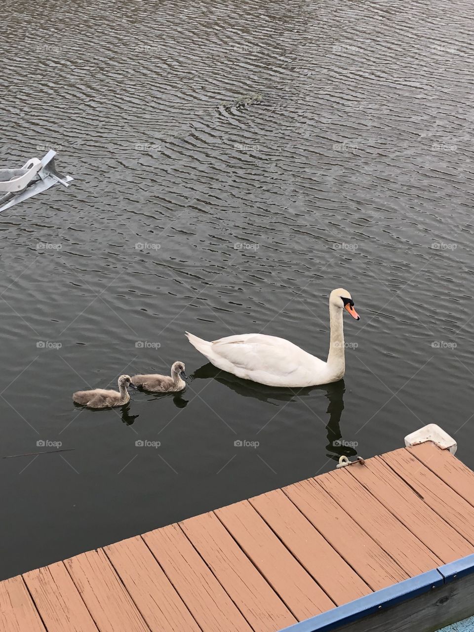 Swan & her 2 babies
