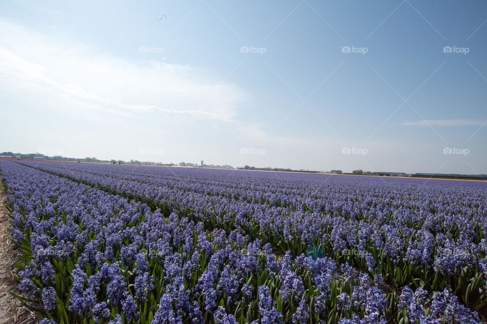 Flower field in Netherlands