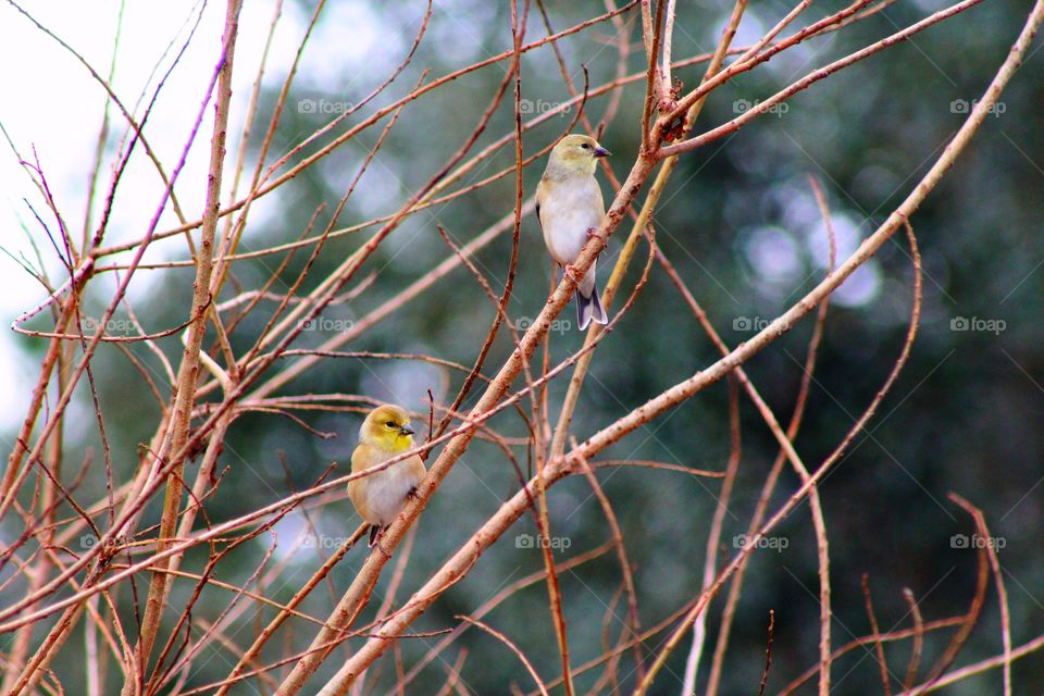 Two birds perched close together in the branches of a tree