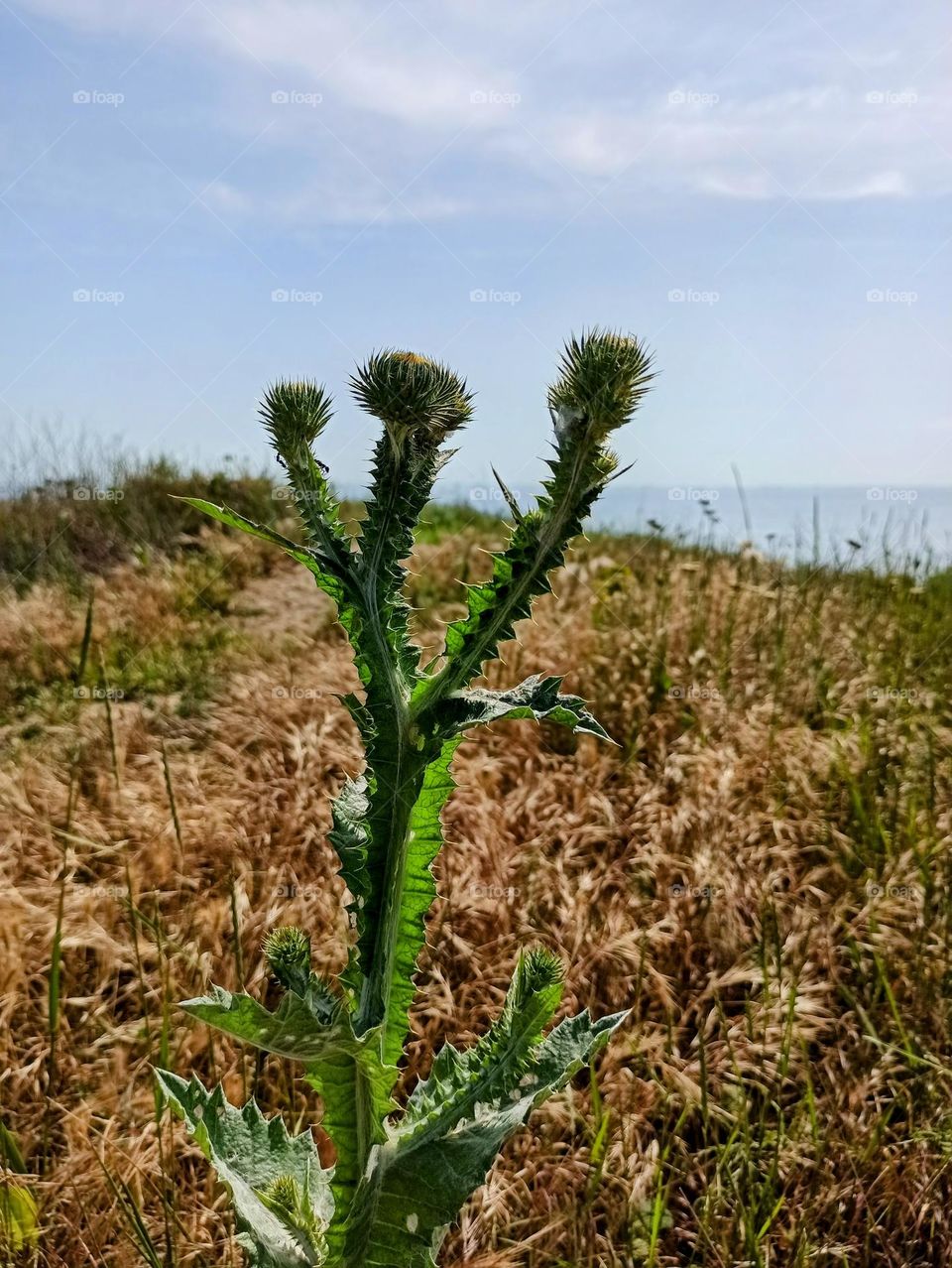 thorn, thistle, plants, nature, summer