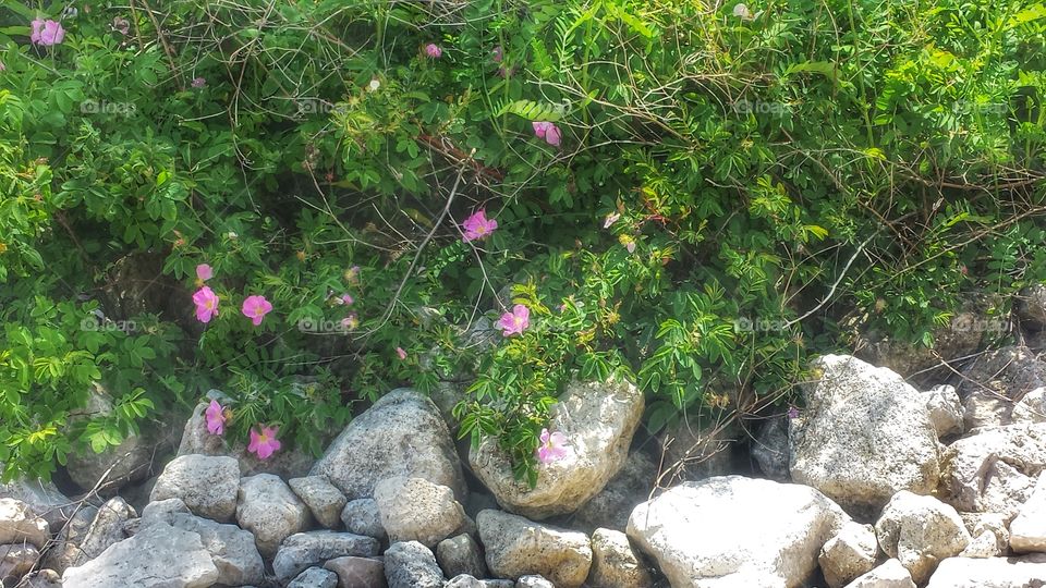 Nature. On the Rocks