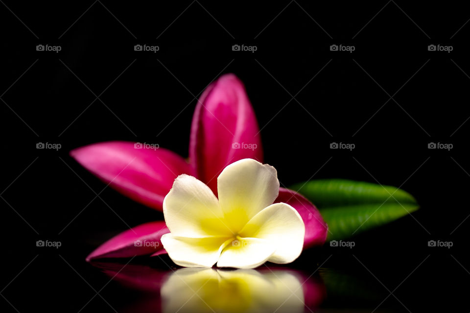 Frangipani flowers in Thailand