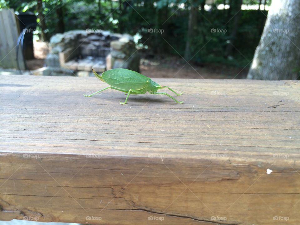 Leaf bug