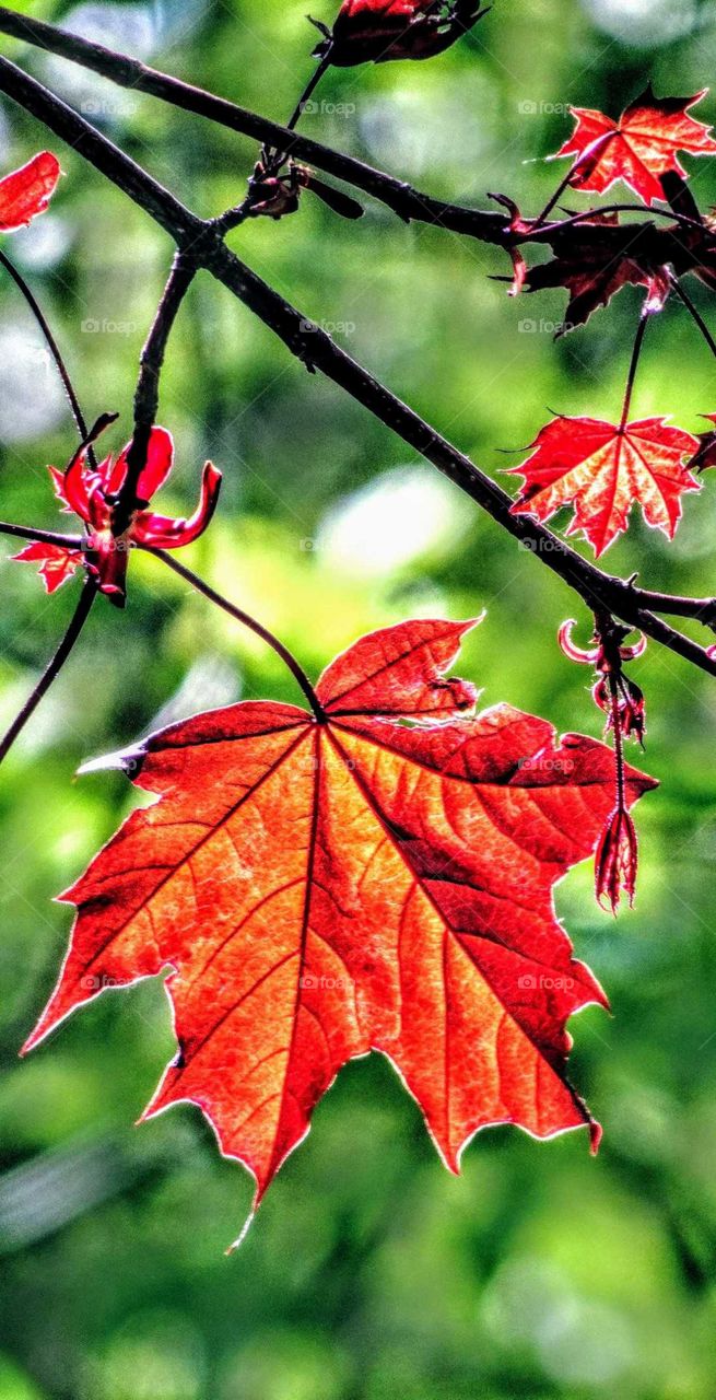 Autumn sketch. Moscow, September, 2019.