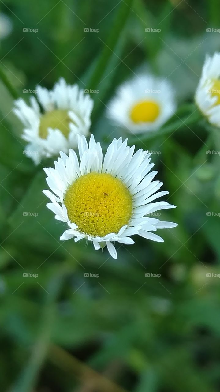 white flower