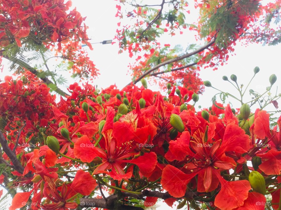 Very beautiful red flowers tree in China, Yunnan, Xishuangbanna 