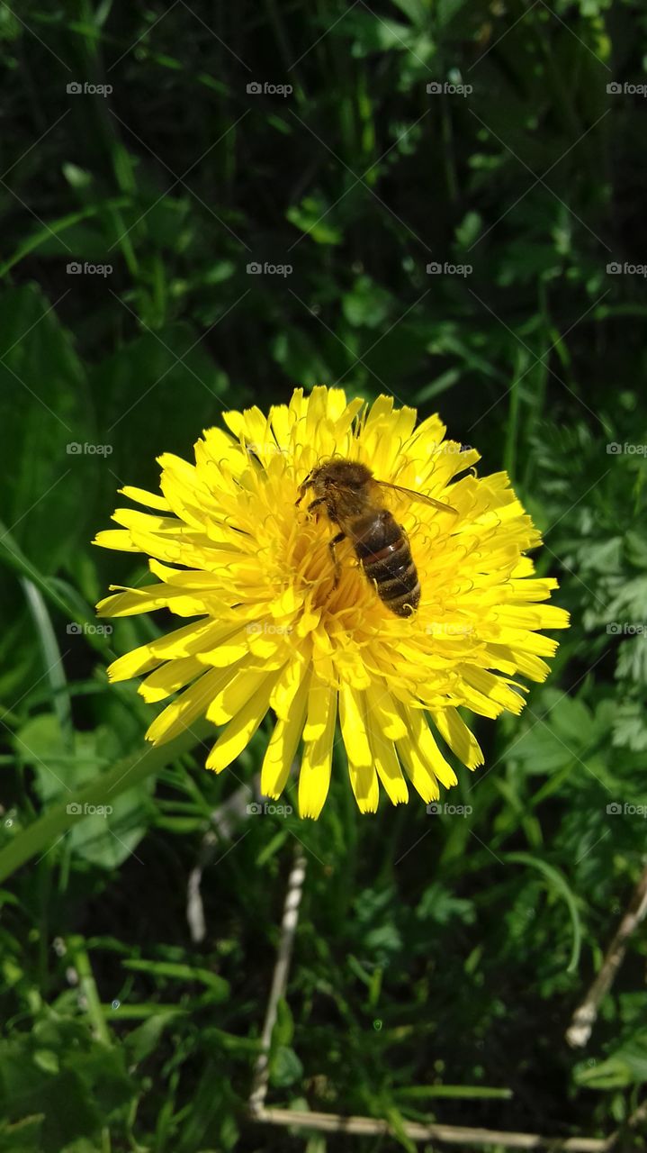 Bee