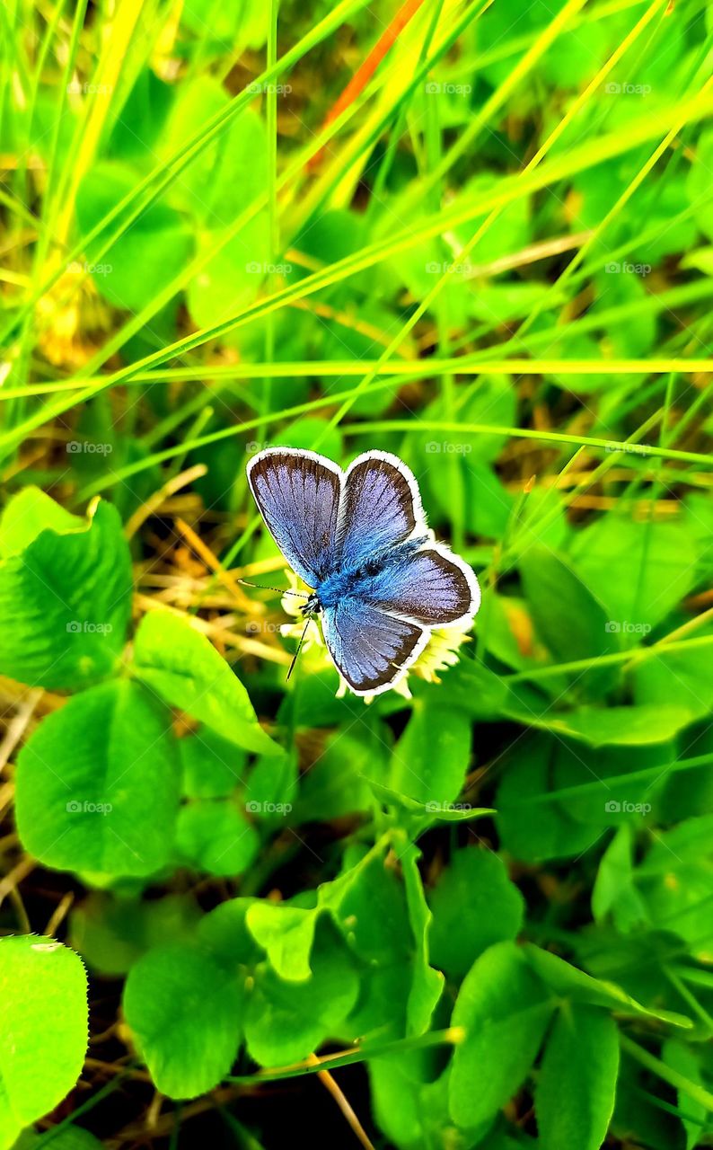 Butterfly