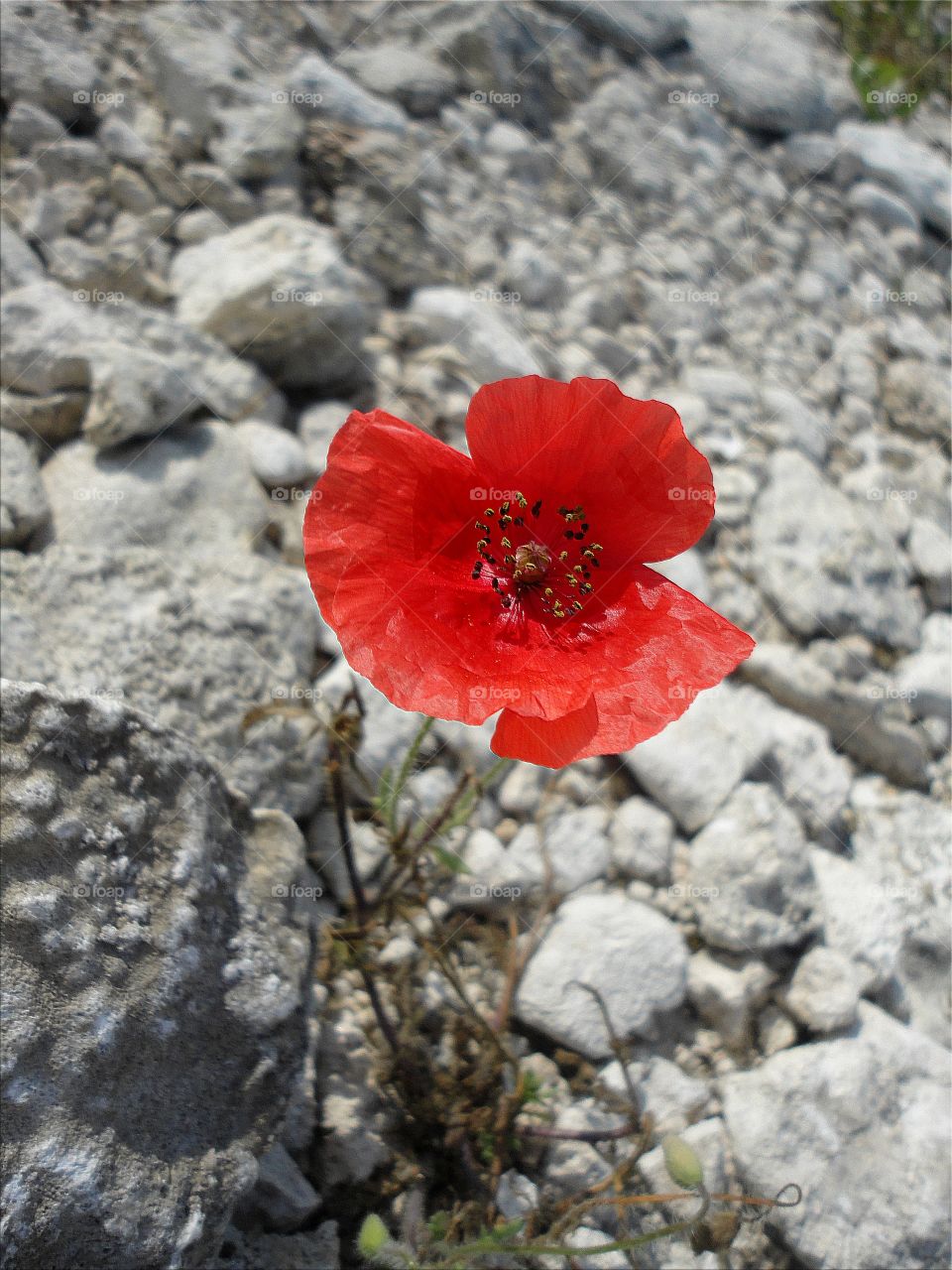 red poppy flower growing in white stones beautiful nature