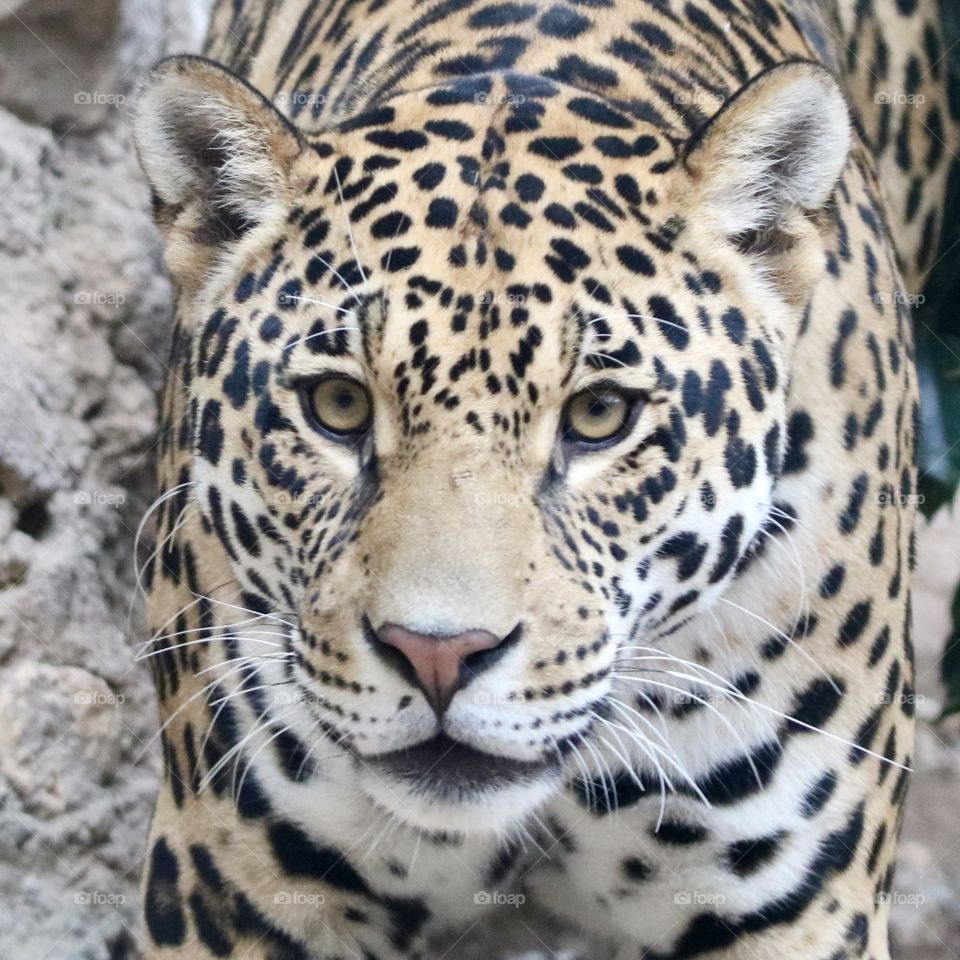 Jaguar :)