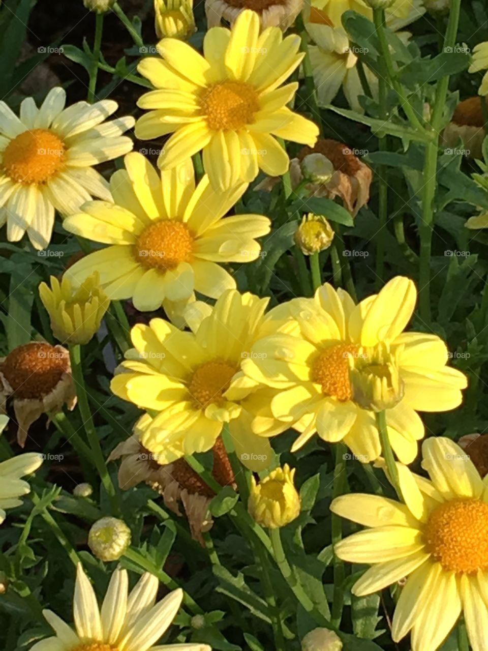 Yellow flowers in Vermont