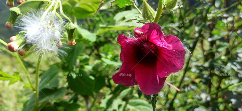 Beautiful flower in Mizo Hills