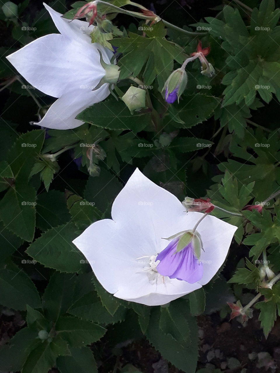 Blütenliebe/ich halte dich