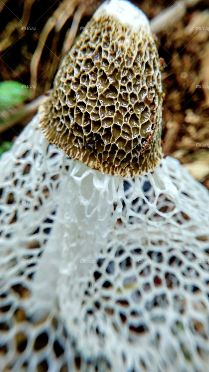 unique mushroom