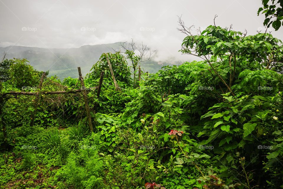 Capturing the lush greenery of the spring season with mist in the background.