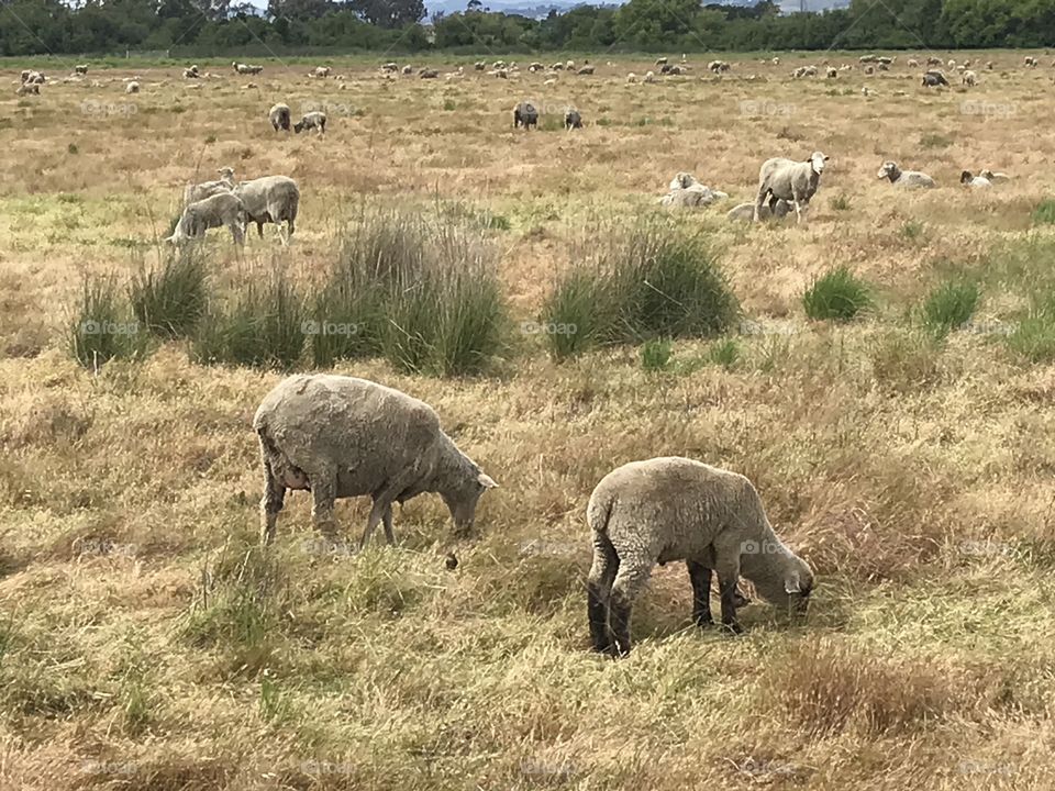 Wild sheep enjoying the summer day on the field. 