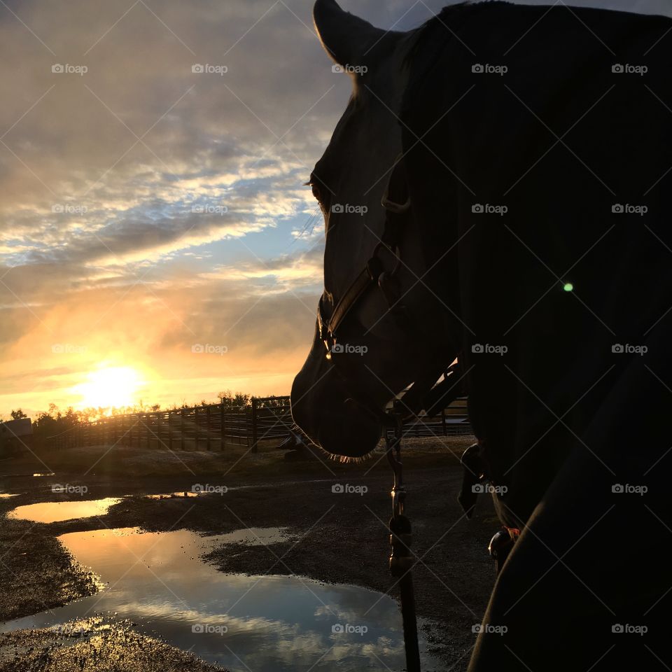 fall sunrise and horses
calgary AB canada 