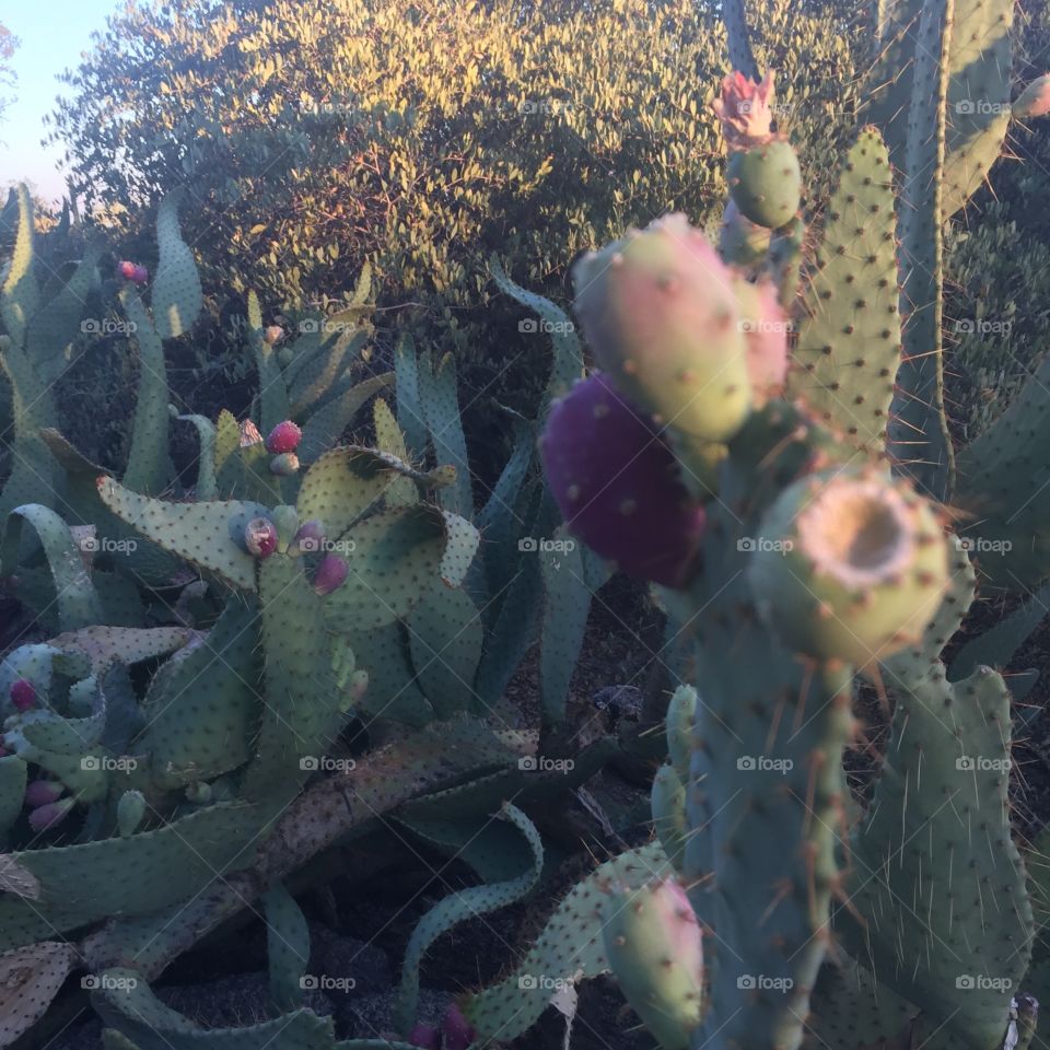 Cactus fruit