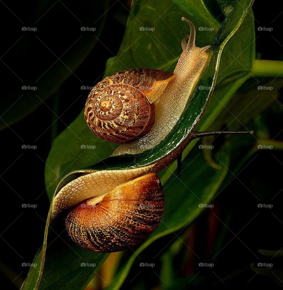 Snails