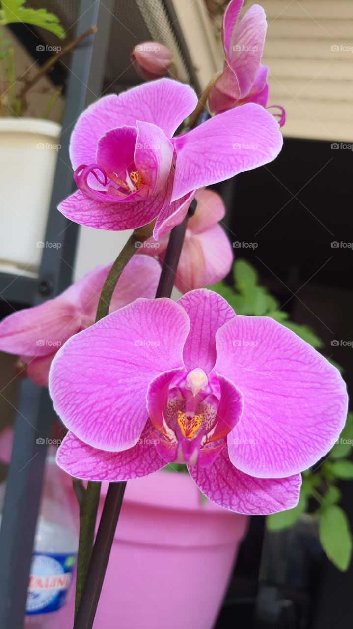 orchidée