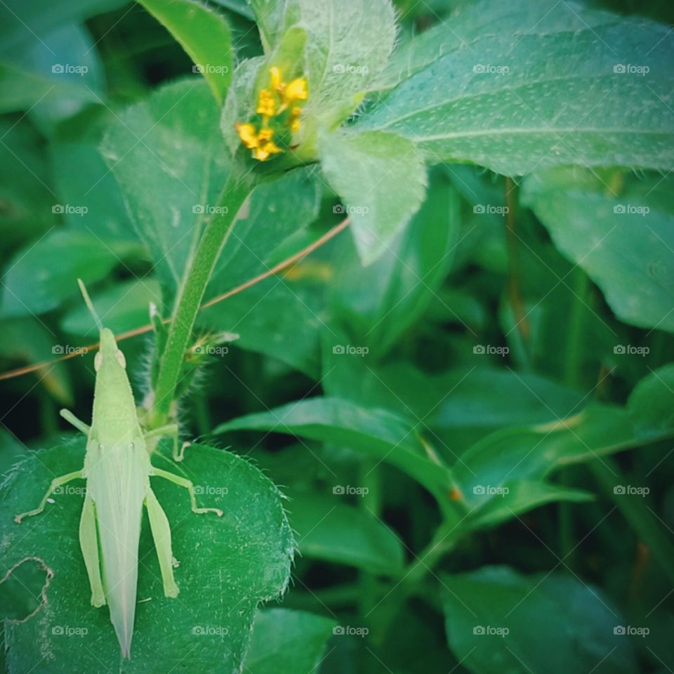 Hopper grass on tropical plants...