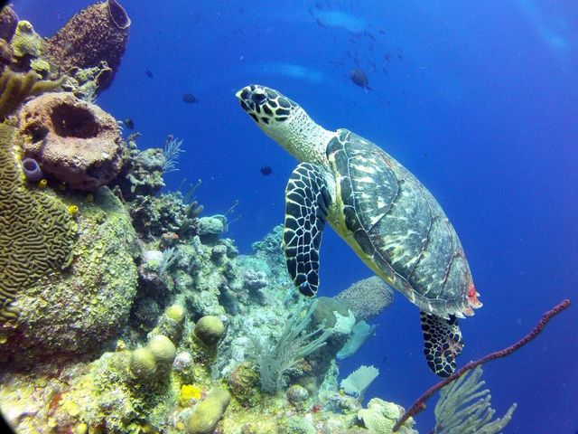 Turtle Time