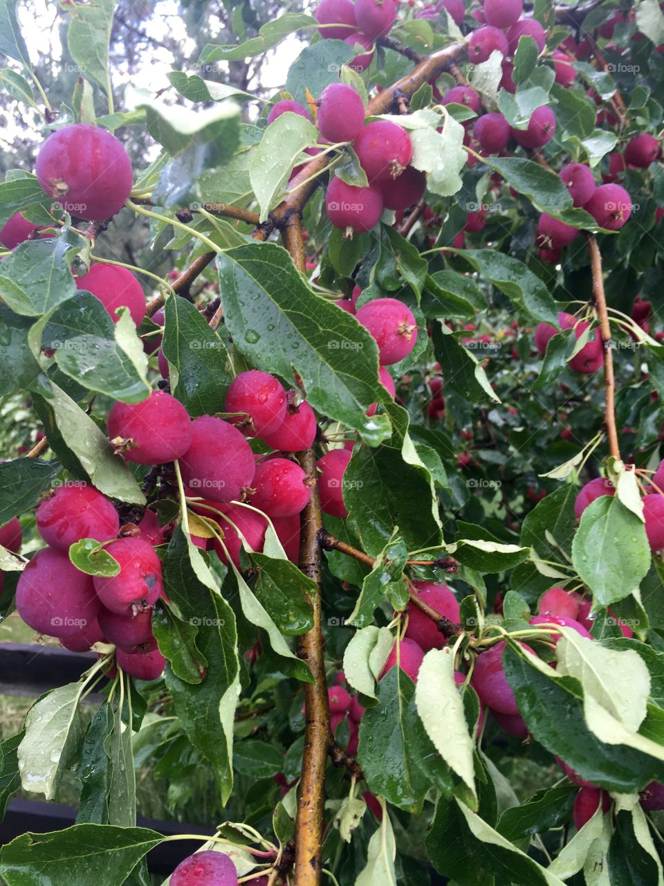 Fruit tree