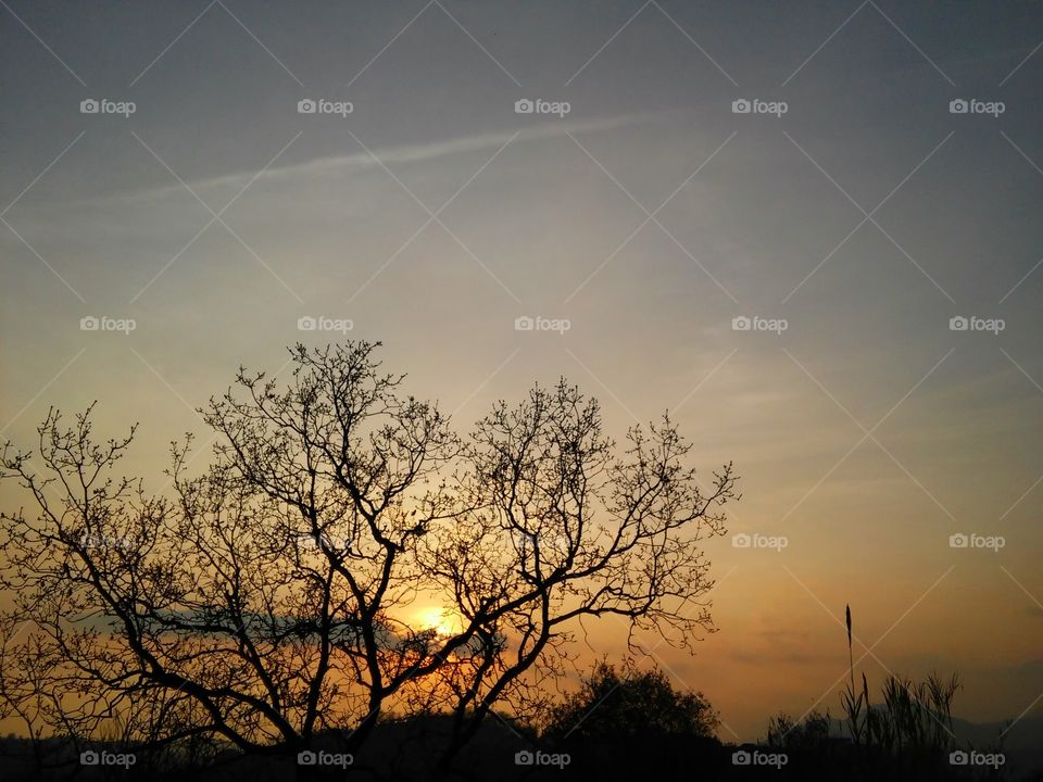 Sunset through a tree