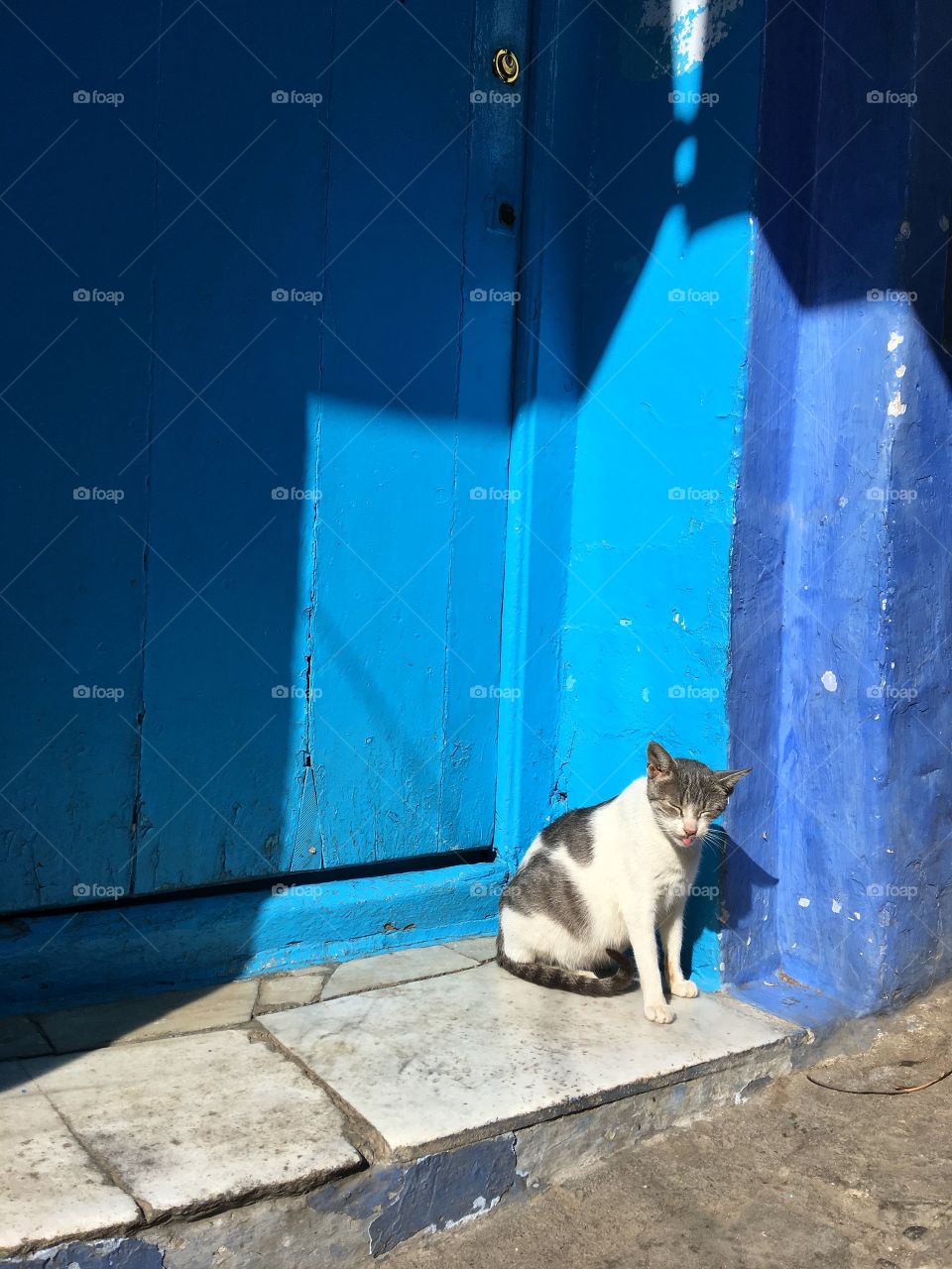 Cat, No Person, Street, Window, Door