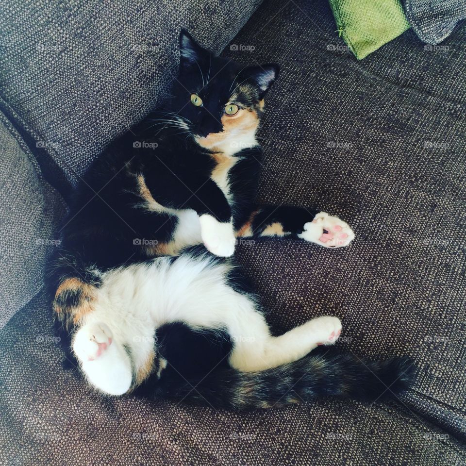 My kitten lazing about  